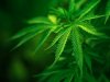 plants_wallpaper_nature-7.jpg