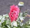 papaver_somniferum4.jpg