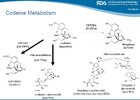 Codeine_metabolism_FDA.jpg