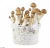 mini-mushroom-grow-kit-harvest.jpg