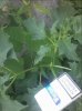20160822_144241.jpg