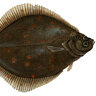 kambal