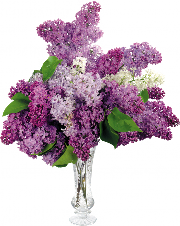 vaza_s_sirenju-600x755.png
