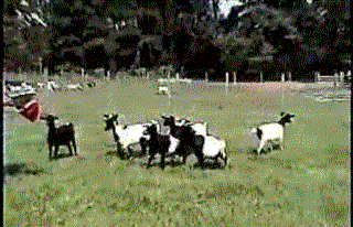 kozy.gif