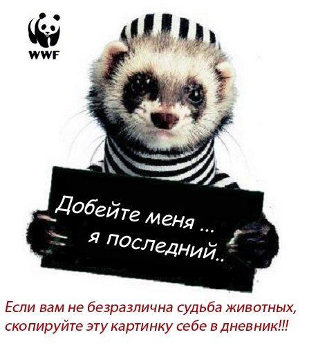 v-zatshitu-zhivotnyh.jpg