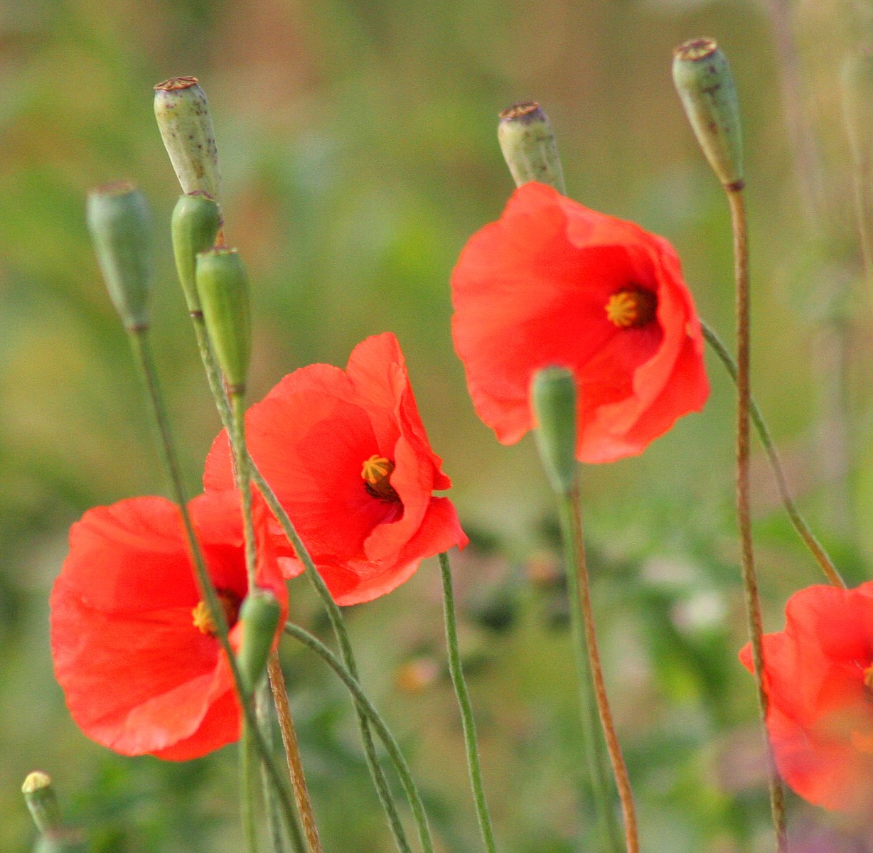 1228px-Papaver_dubium_subsp._dubium.jpg