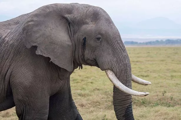 Крупный план самца африканского слона (Loxodonta africana) в мусте.