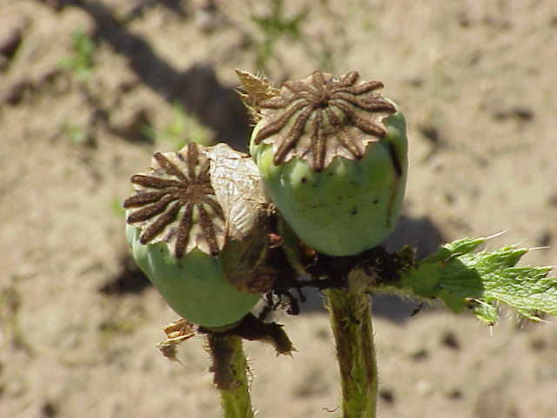 5536_foto_Fr_wikipedia_user_topjabot_papaver_bracteatum.jpg