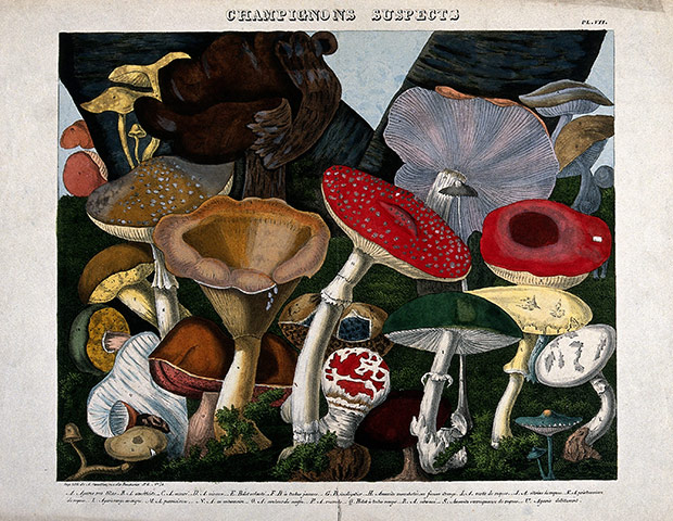 Various-fungi---20-specie-006.jpg