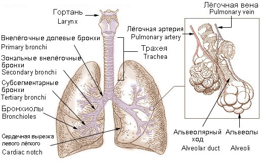 Bronchi_lungs_ru.jpg